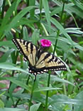 Eastern Tiger Swallowtail