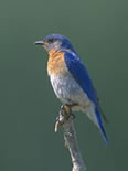 Eastern Bluebird