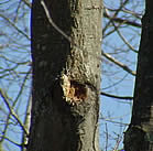 Excavation in Tree