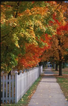 Foliage Along the Fence