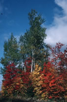 Foliage in Vermont