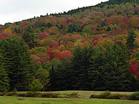 Foliage and Field