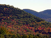 Foliage and Mountains