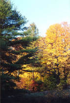 Foliage and White Pine
