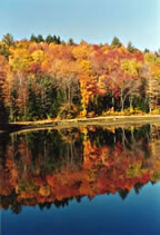 Reflection in the Pond