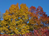 Two Trees in Full Color