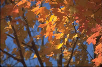 Maple Tree Foliage