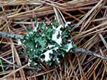 Foliose Lichen