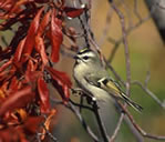 Golden-crowned Kinglet