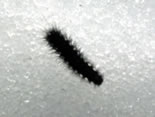 Caterpillar