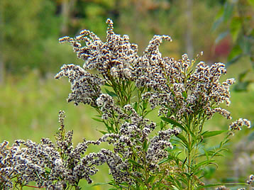 Goldenrod Gone to Seed