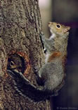 Gray Squirrel