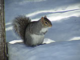 Gray Squirrel