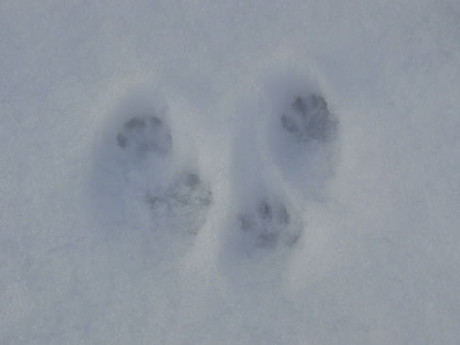 Gray Squirrel Tracks 