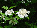 Highbush Cranberry Blossoms