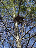 Nest in Tree