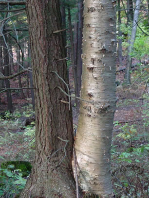 Hemlock Tree and Birch Tree