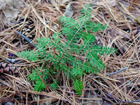 Hemlock Seedling