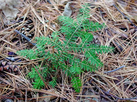 Hemlock Seedling