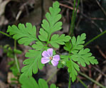 Herb Robert