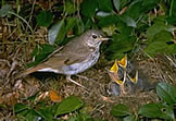 Hermit Thrush at Nest