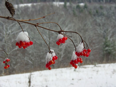 Highbush Cranberries with Snow