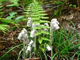 Indian Pipes