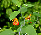 Spotted Touch-me-not (Jewelweed)