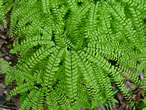 Maidenhair Fern