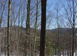 Mountains Through Trees