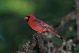 Northern Cardinal