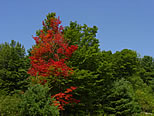 Beginning of fall foliage