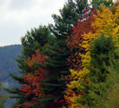 Fall Foliage