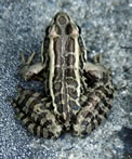 Pickerel Frog