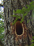 Pileated Woodpecker Hole