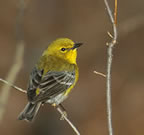 Pine Warbler