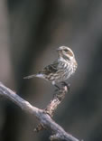 Female Purple Finch