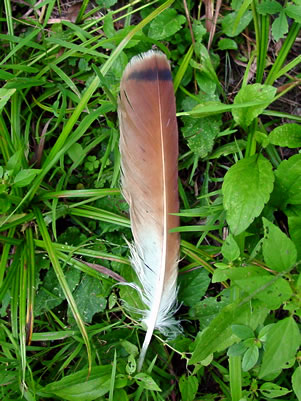 Red Hawk Feathers