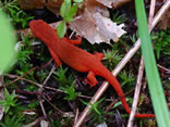 Red Eft