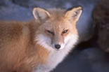 Red Fox