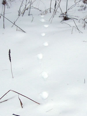 Red Fox Tracks in Snow 