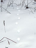 Red Fox Tracks