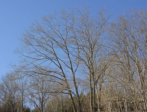 Northern Red Oak Trees in Winter 