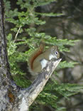 Red Squirrel