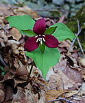 Red Trillium