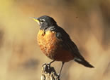 American Robin