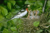 Rose-breasted Grosbeak