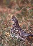 Ruffed Grouse