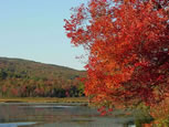 Foliage at the Pond