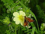 Skipper on Cinquefoil